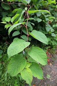 Japanese Knotweed Japanese Knotweed