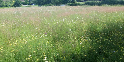 St Marks meadow