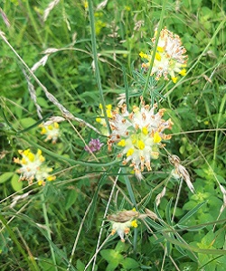 Kidney Vetch