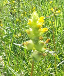 Yellowrattle