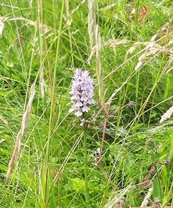 Common Spotted Orchid