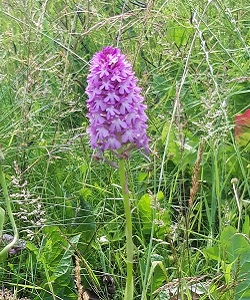 Pyramidal Orchid