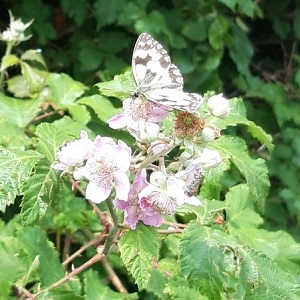 Marbled White