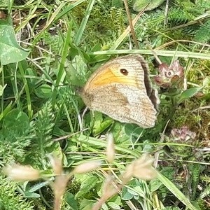 Meadow Brown