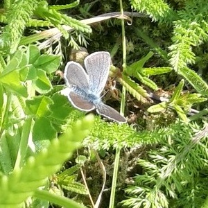 Small Blue