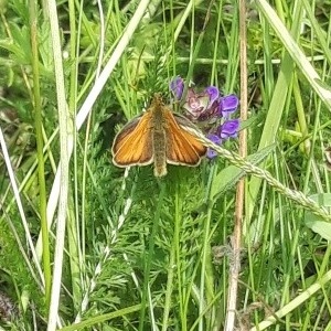 Small Skipper
