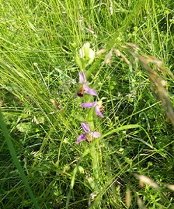 Bee Orchid