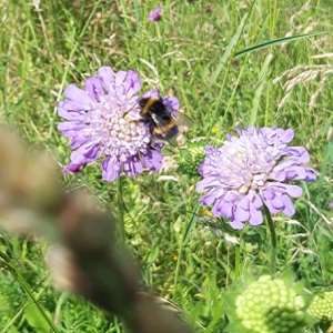 Bumblebee on Field Scabious