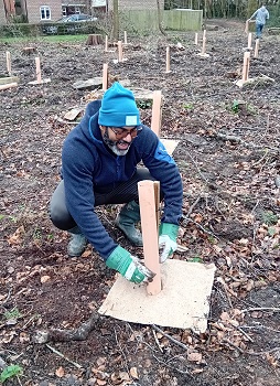 Tree planting image showing new trees being planted in the ancient woodland restoration project at Sherfield Park.