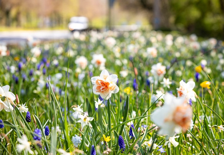 Daffodils by the side of a road in Basingstoke.