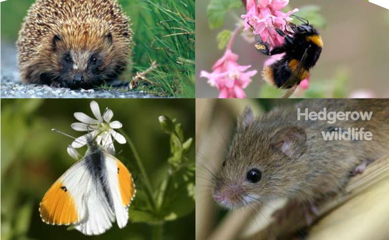 Hedgerow wildlife 500