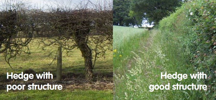 Good and bad hedge