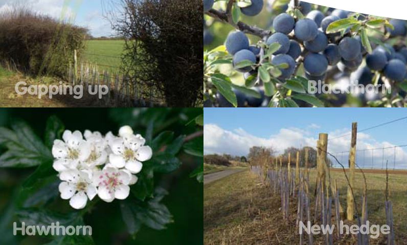 Gapping up and new hedge