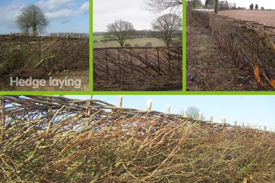 Hedge laying