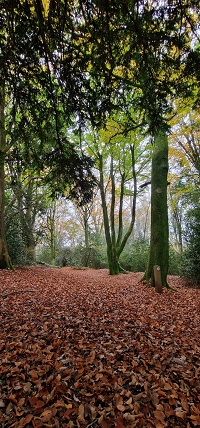 Little Pen Wood LNR - Footpath