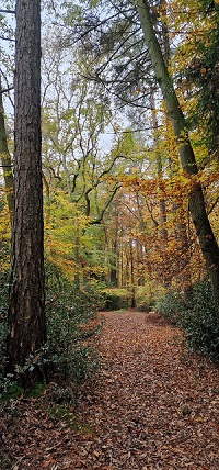 Little Pen Wood LNR - Woodland path