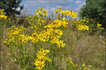 Ragwort being removed
