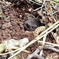 Conservation - Toad