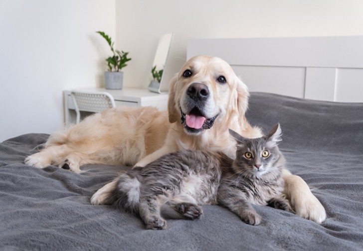 Dog and cat_website
