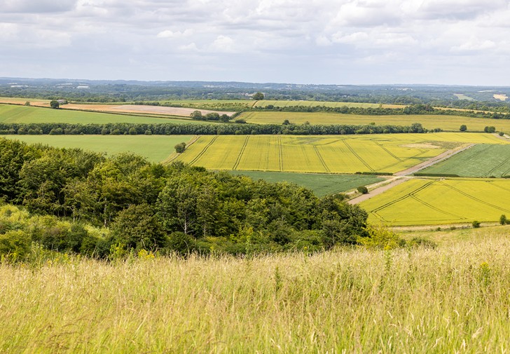 Watership Down_website