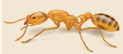 Pharaoh ant