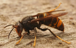 Asian Hornet
