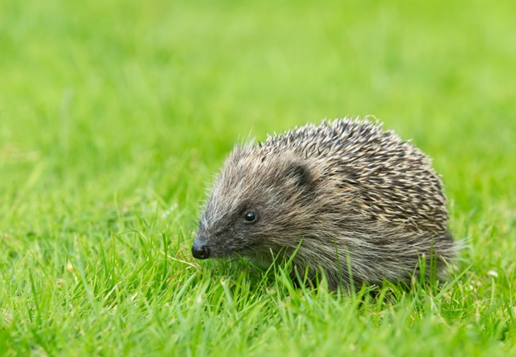 Hedgehog_website
