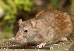 Common brown rat