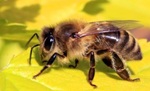 Honey bee