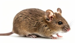 House mouse