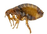 Flea