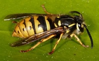 British wasp