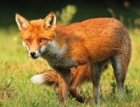 Red fox