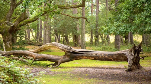 Dead tree 500