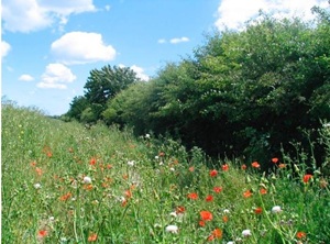 Hedgerow 300